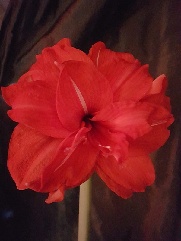 2020
        Feb 24 Our Amaryllis in full bloom