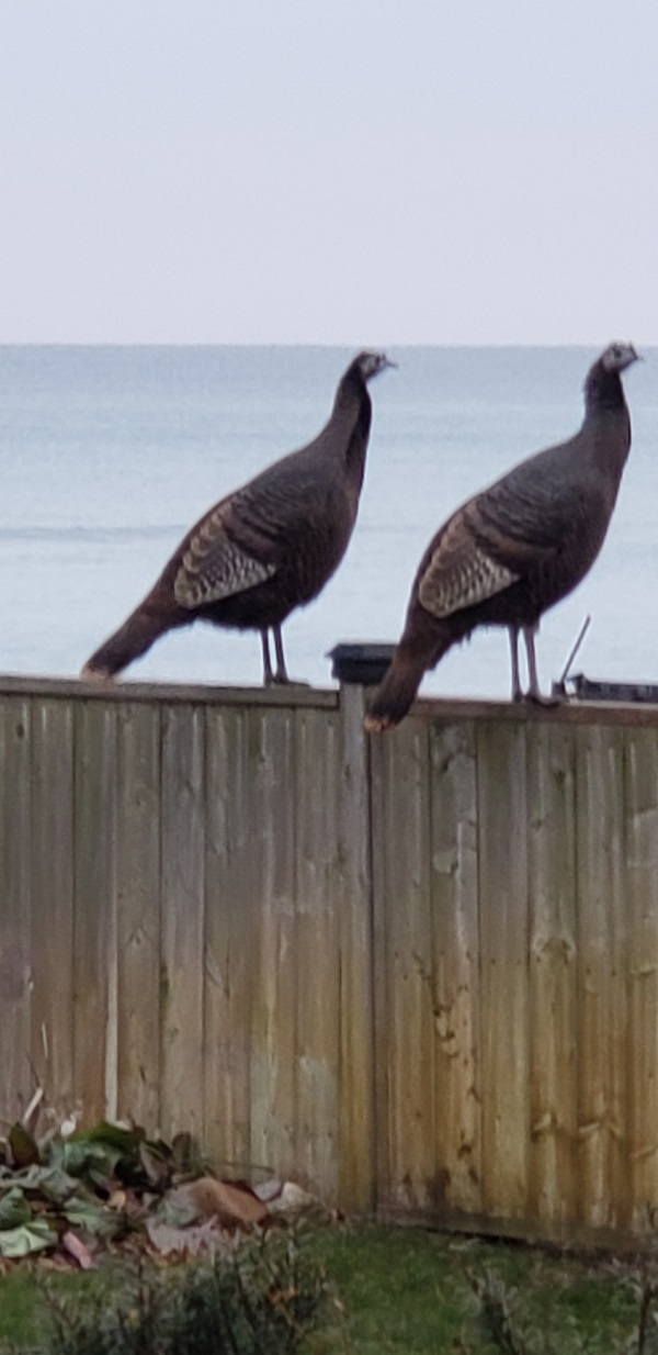 2021 BCt Wild Turkeys on the fence Dec 0