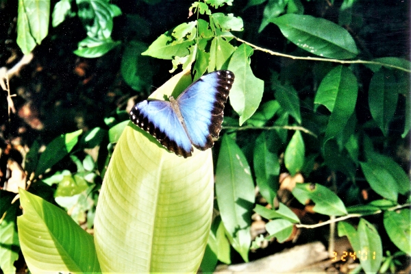 2001 Chacachacari Mariposa Butterfly