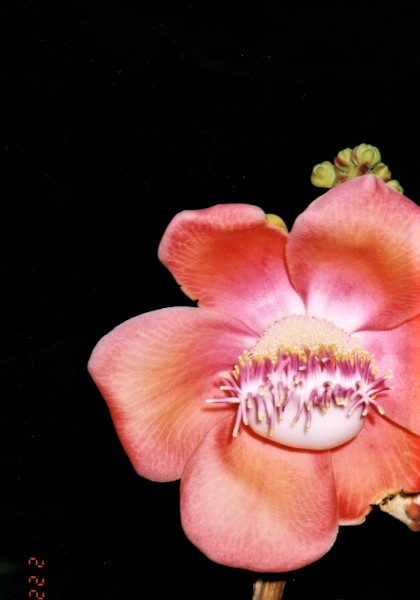 2002 Bequia and a beautiful pink flower