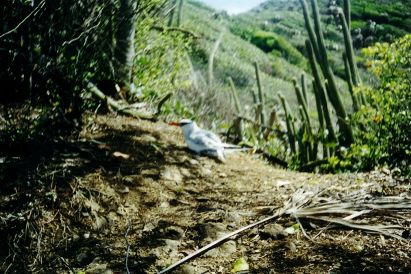 2001 A
        tropical bird in it's nest on a cliff in Tobago