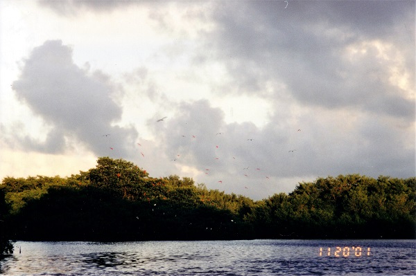 2001 Trinidad Scarlet Ibis in the Caroni Swamp