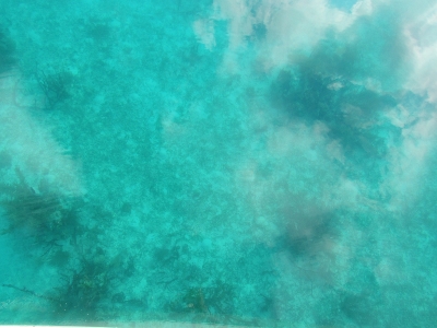 Peering into the water from our deck at North
        Long Cocoa Cay Belize