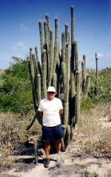 Standing by a
        Cactus on the Isle de Blanquila Venezuela