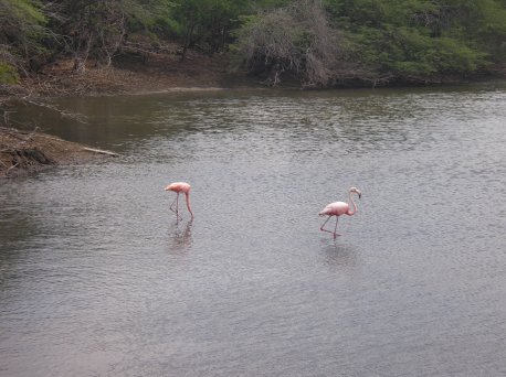 Many Pink
        Flamingoes inhabit the island