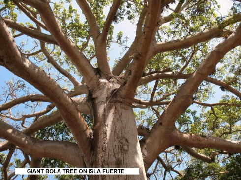 Large tree in
        mangrove forest on Isla Fuerta
