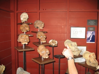 Some of skulls that
        are displayed inside the Hulanda Museum at Otrabanda