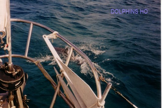 Dolphins welcome us to the Bahamas