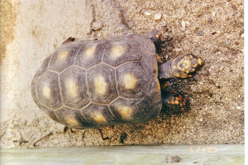 A Morocoy or Land Turtle commonly
          found on the Island of Bequia