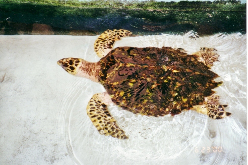An almost adult Hawksbill Turtle at the Turtle Farm in
          Bequia almost ready to be released to freedom