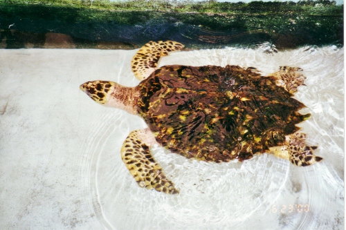 An almost adult Hawksbill Turtle at the Turtle Farm in
Bequia almost ready to be released to freedom
