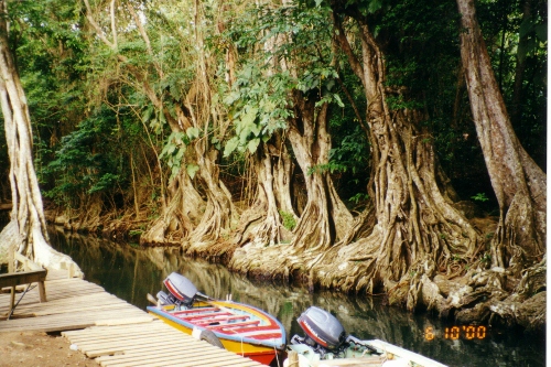 We saw great tree trunks up the
River