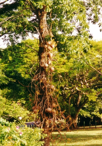 A Cannon Ball Tree on Dominica