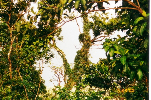 Lush tropical vegetaion on the
island of Saint Eustatia