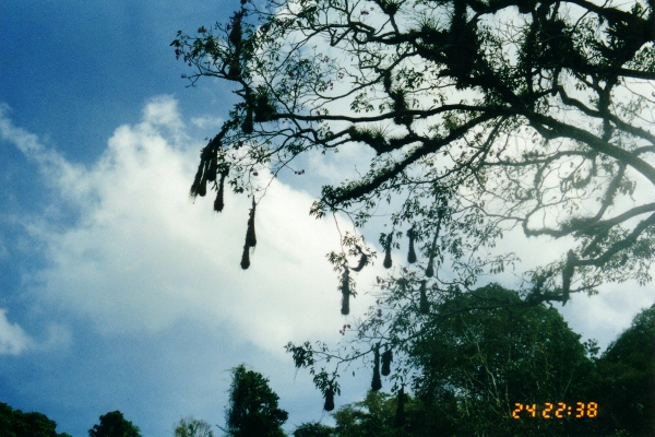 Arapendulum Bird Nests were abundant in
          the jungles of Trinidad