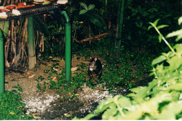 An Aguta as viewed
from the balcony at Ashia Wright Trinidad