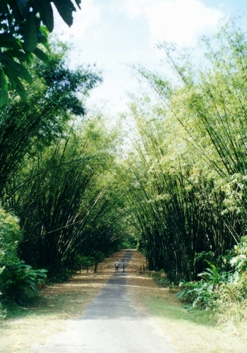 Bamboo Lane as we called it was typical
in Trinidad