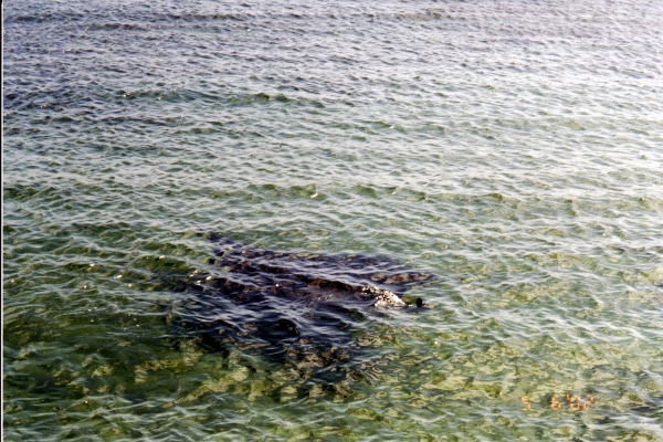 A large ray surfaces at Chacachare
          Trinidad