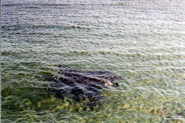 A large ray surfaces at Chacachare
Trinidad