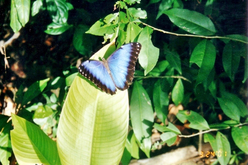 A Mariposa Butterfly shows off
          its Beauty at Chacachare