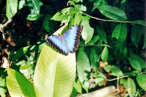 A Mariposa Butterfly shows off
its Beauty at Chacachare