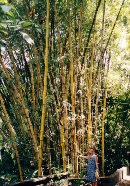 On of the abundant bamboo stands in
          Trinidad