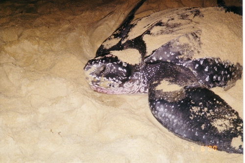 Logger Head Turtle building her
nest in Trinidad Logger Head Turtle building her nest in
Trinidad
