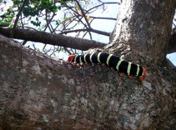 A Caterpillar in a tree outside
            the Pottery Factory on Bequia