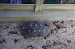 A ground turtle at the farm that are quite abundant in
            the wilde