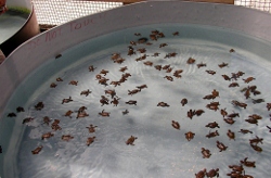 Baby Hawksbill Turtles viewed at the Turtle Farm on
            Bequia