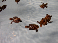 The baby
            hawksbill turtles are starting to mature at the turtle farm
            at Bequia