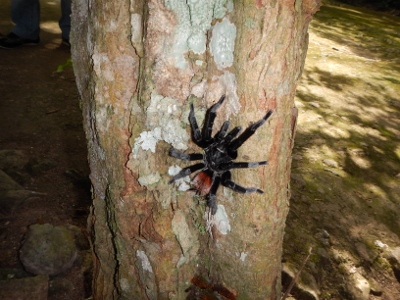 A Giant Tarantula Spider
        appears on our walk to the next monument