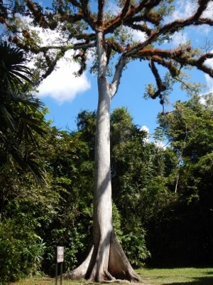 Another view of the grandeous Ceiba Tree the Guatemalla
          National Tree
