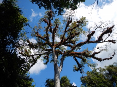 Looking up at the
        giant Ceiba Tree which is the national tree of Guatemala