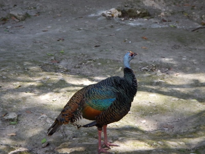 We can across a few of
        these so called quite tame Wilde Turkeys