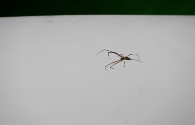 A spider believed to be a Violin
        rests on Tundras Hull