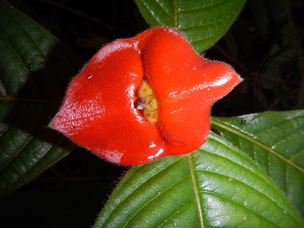 Hot Lips
        a flower we often came across in the Jungle