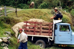 A farmer loading cattle
        into his truck in the Andes