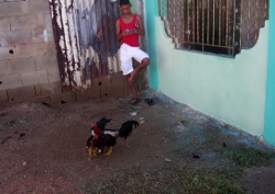 A
          local cock fight is undreway in a village on the Golfo de
          Cariaco