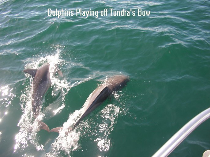 Dolphins greeted us as we entered the Golfo de Cariaco
        Venezuela
