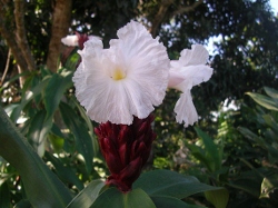 One of
          the many beautiful tropical flowers found at Los Altos
          Venezuela