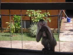 Monkeys entertained us for lunch at a restaurant at Los
          Altos Venezuela