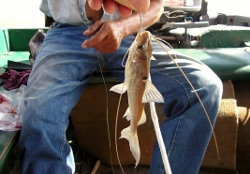 Cat
          Fish caught in the Oninoco River Venezuela