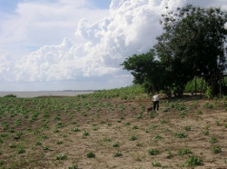 Water Melon
                Farmer on the Orinoco River surveys his crop