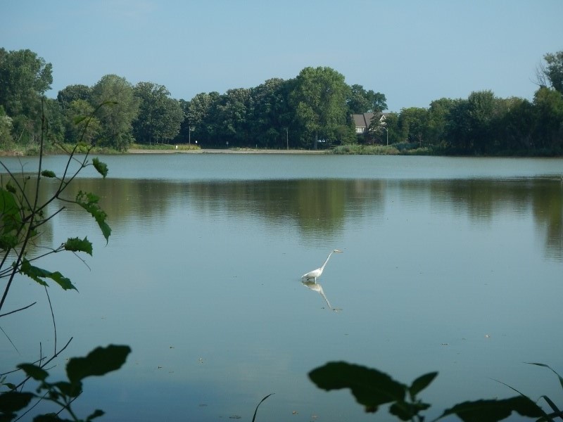 2015 A White Heron hunts in Lake
          Chipigan