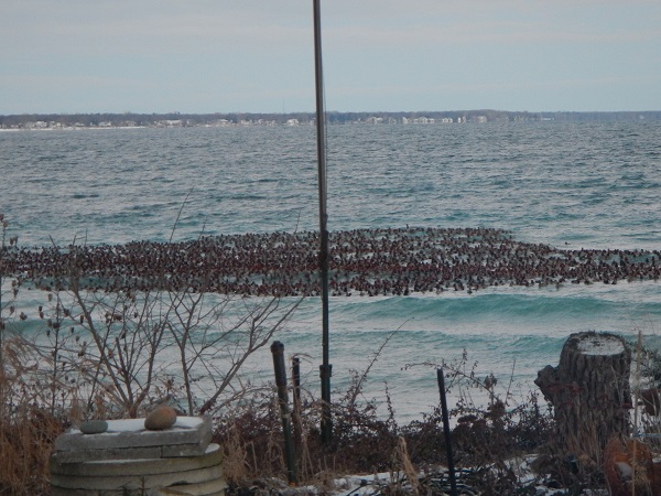 2017 Ducks still migrating South in February