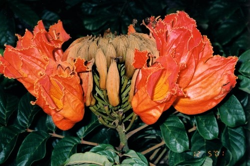 2002 St Vincent and one of many flowers in the botanical
      garden there