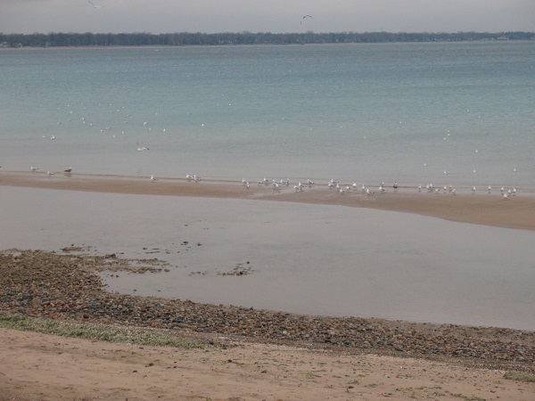 2010 BCt Nov 30 a major seche exposing a sand bar not seen
      normally