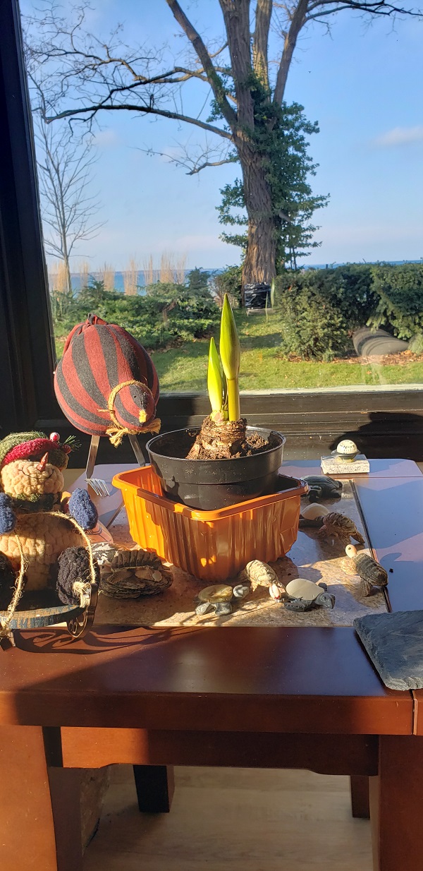 2023 BC Amarylis beginning to sprout