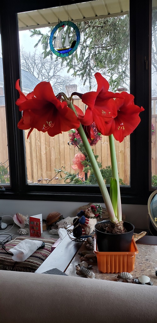 2023 Our Amarylis in full bloom